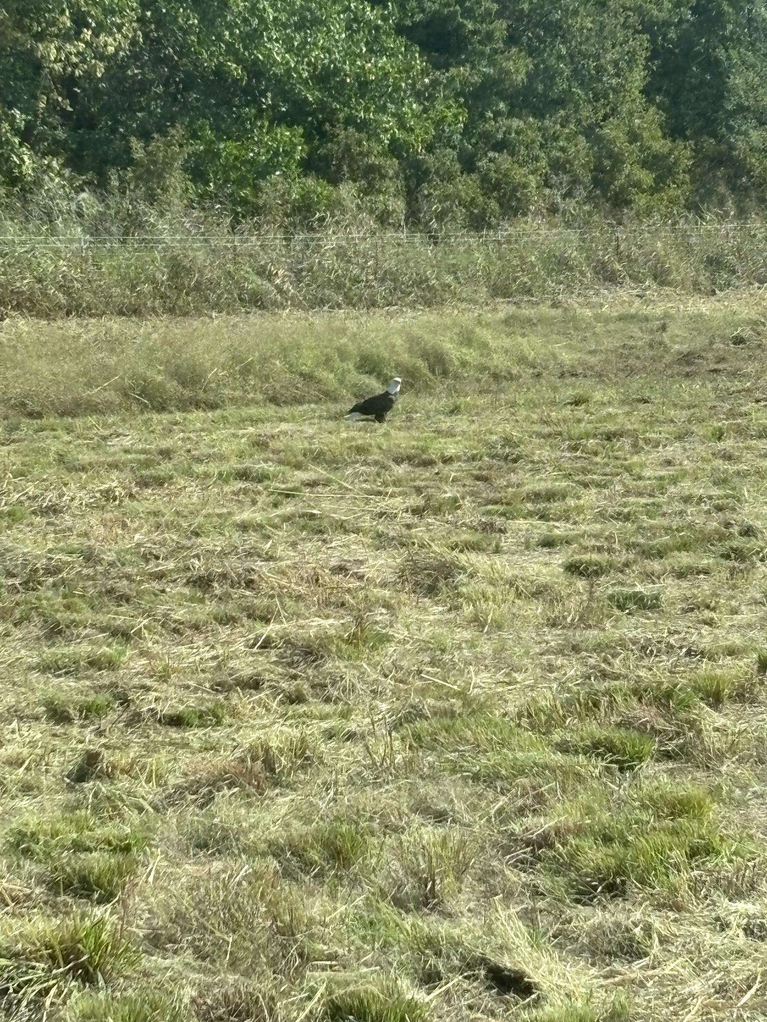 Bald eagle sighting near Rainmaker Farm documented in the Q4 Impact Report