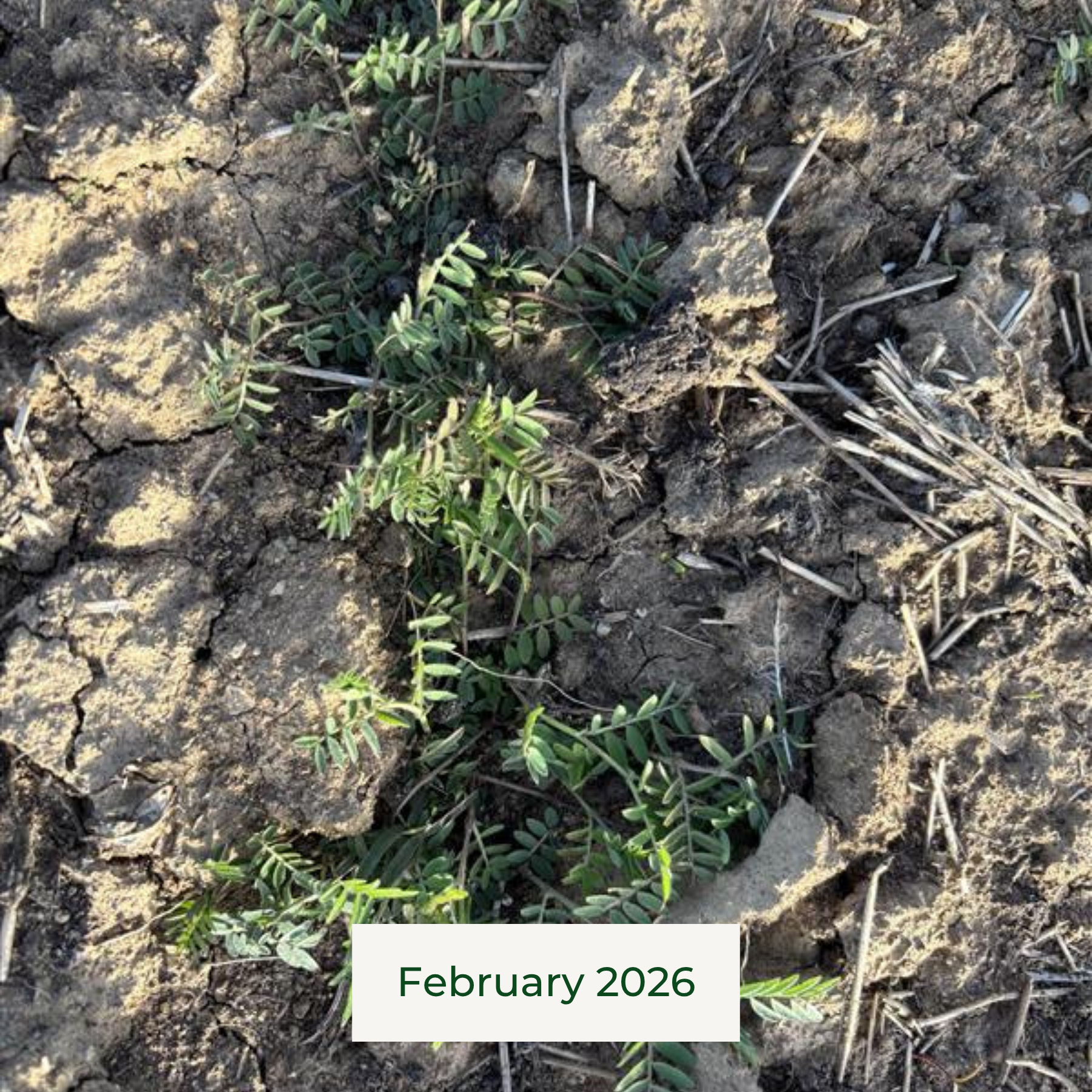 Early cover crop growth at Rainmaker Farm in February for the Q1 Impact Report