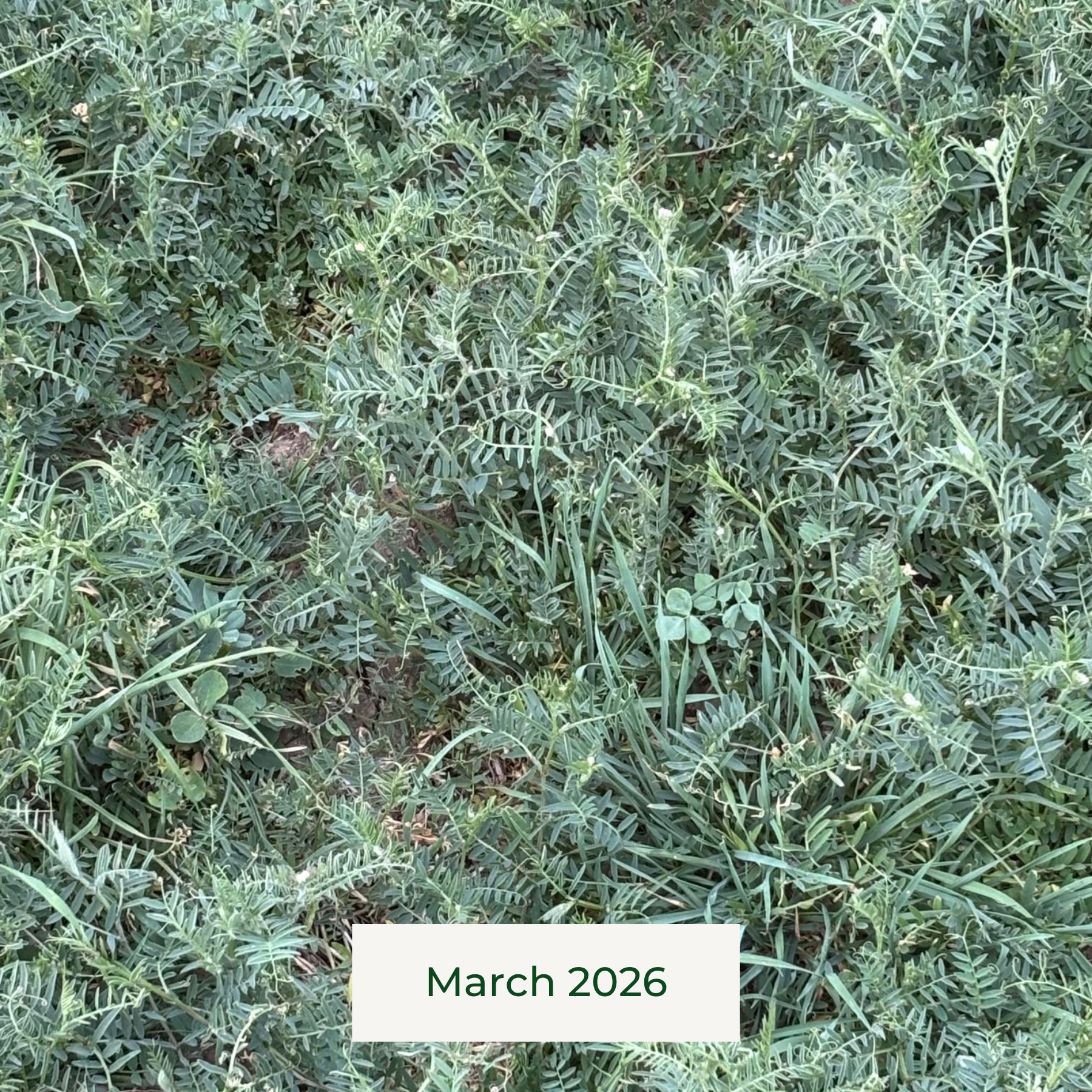 Established cover crops at Rainmaker Farm in March during the Q1 Impact Report