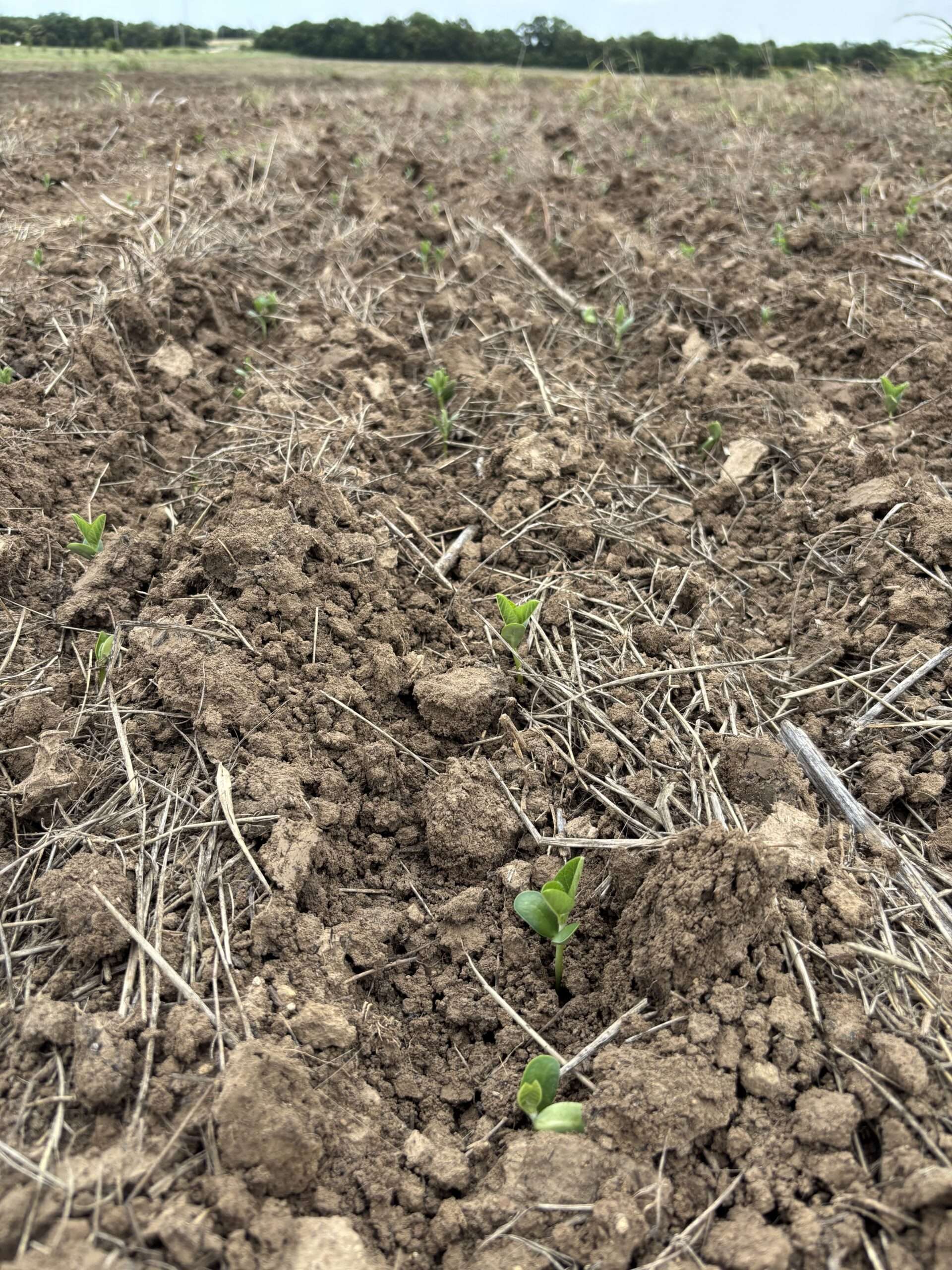 Young soybean seedlings emerging at Rainmaker Farm during the 2026 Q2 Impact Report