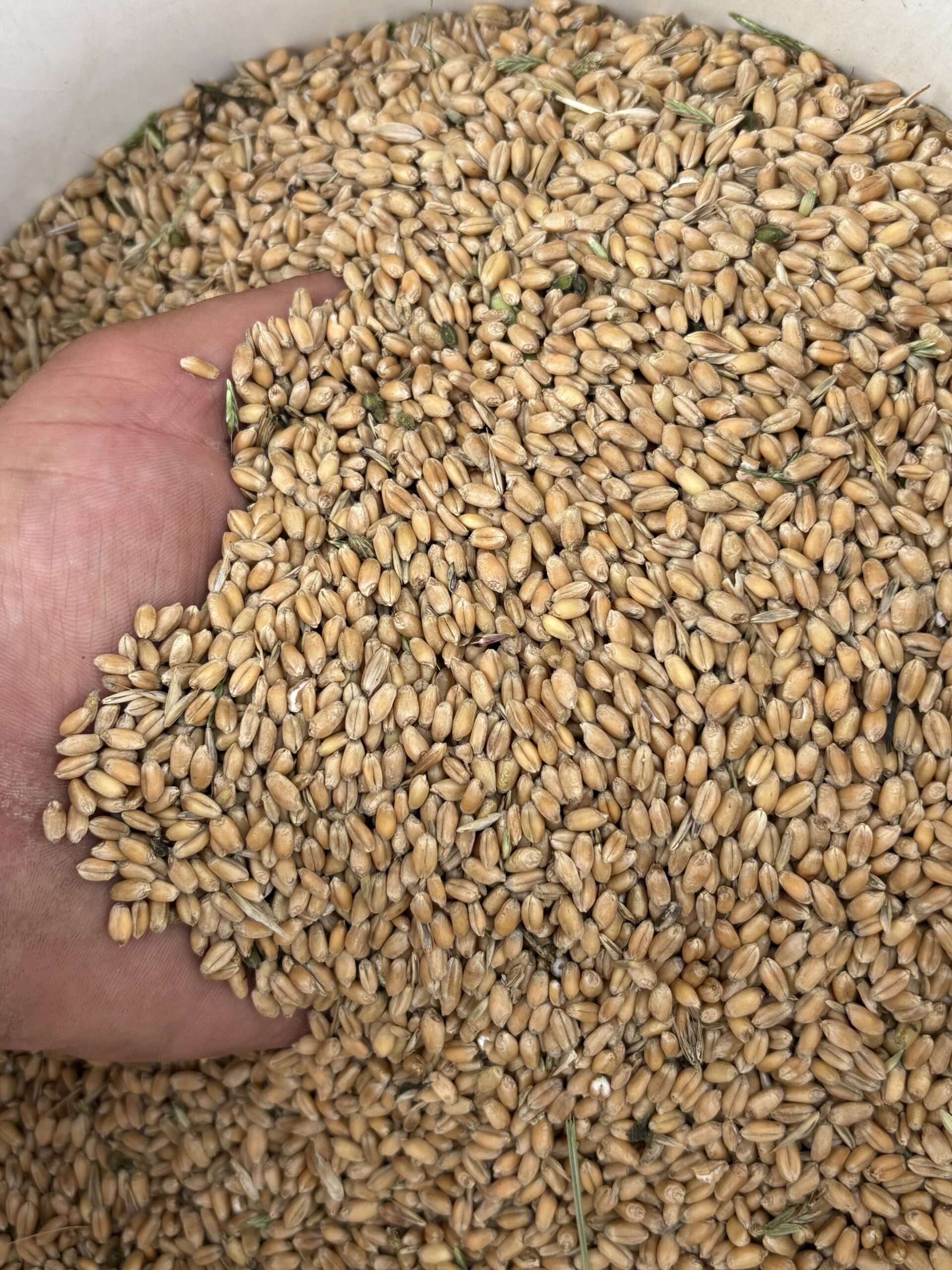 Harvested winter wheat at Rainmaker Farm during the 2026 Q2 Impact Report
