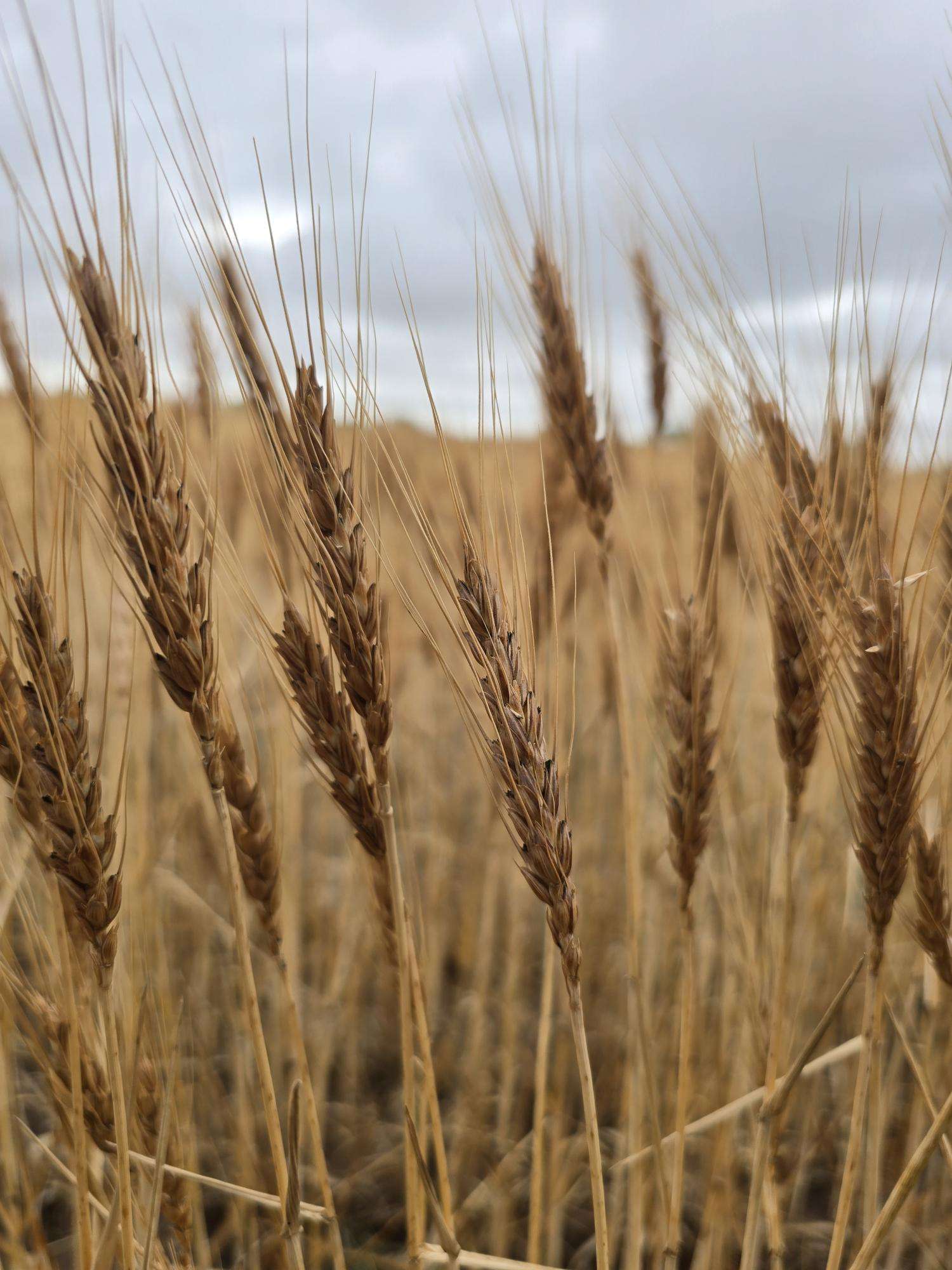 Mature winter wheat at Rainmaker Farm during the 2026 Q2 Impact Report